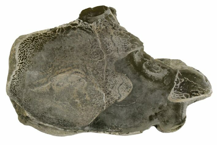 Fossil Crocodile (Steneosaurus) Bones in Cross-Section - England #171171